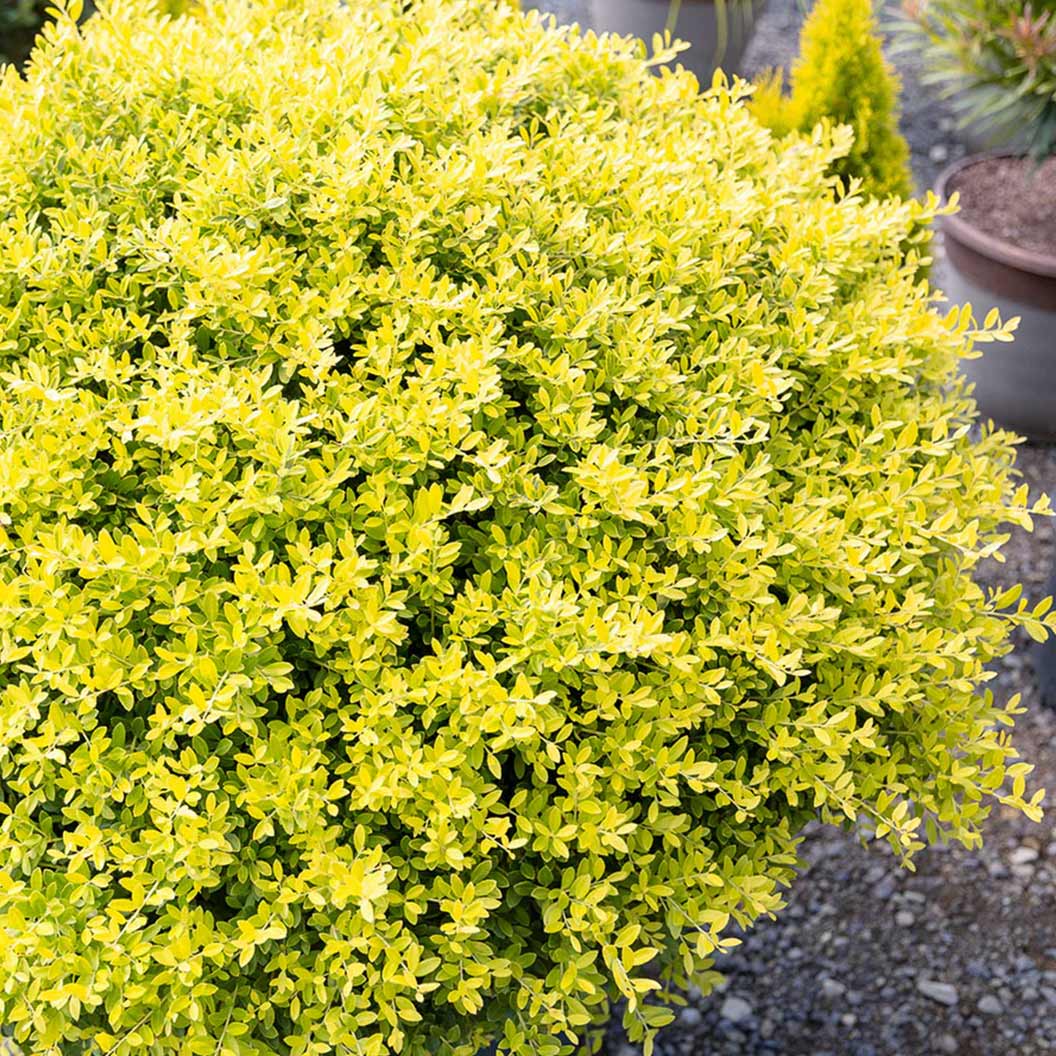 Touch-of-Gold-Holly-Shrub1_41600734-bbc0-4e49-bec9-a97136e00735