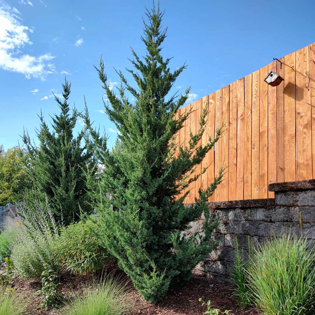 Trautman-Juniper-1_e97fb6e5-a5bb-484d-962c-e4f631ce306c
