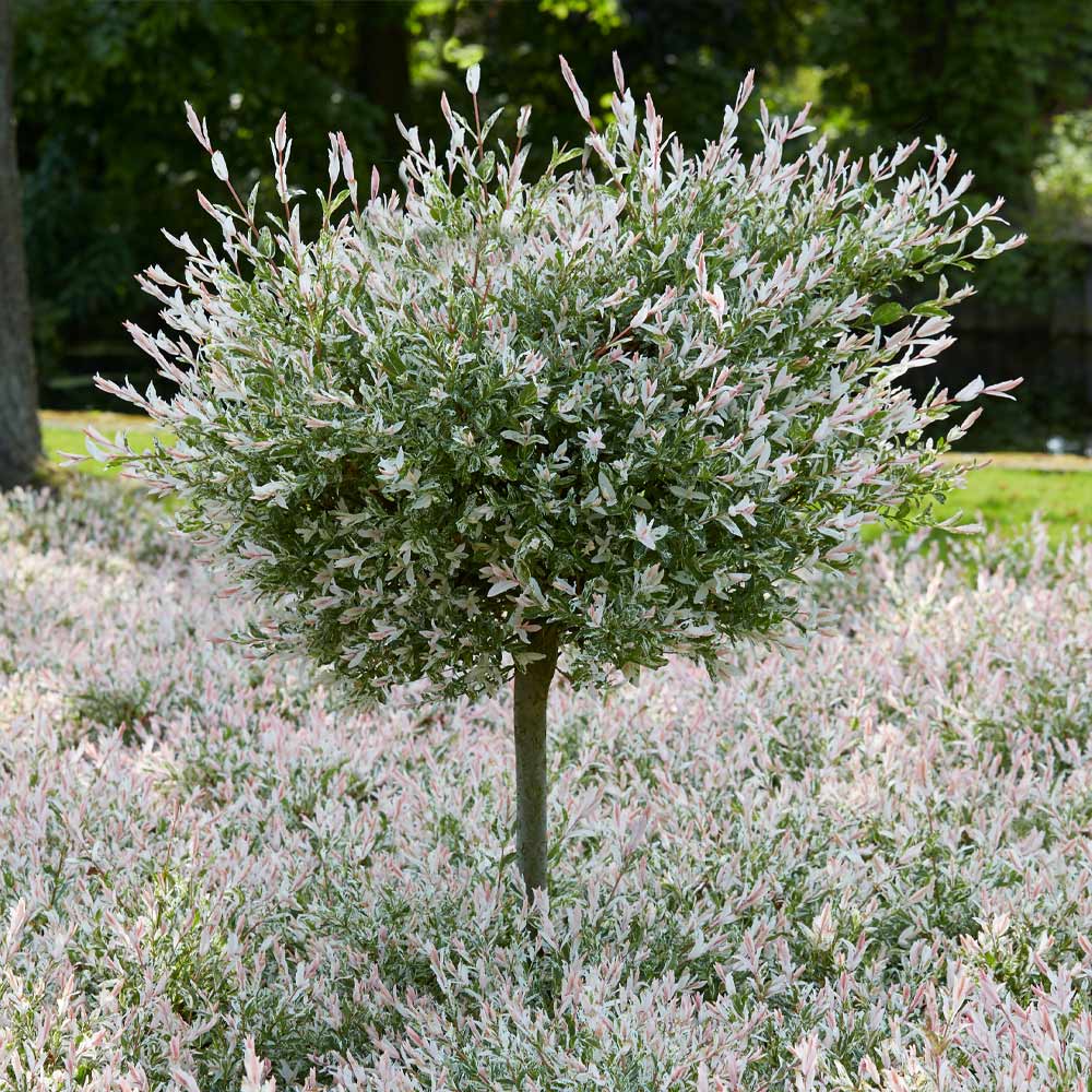 Tri-color_Willow_Tree_7