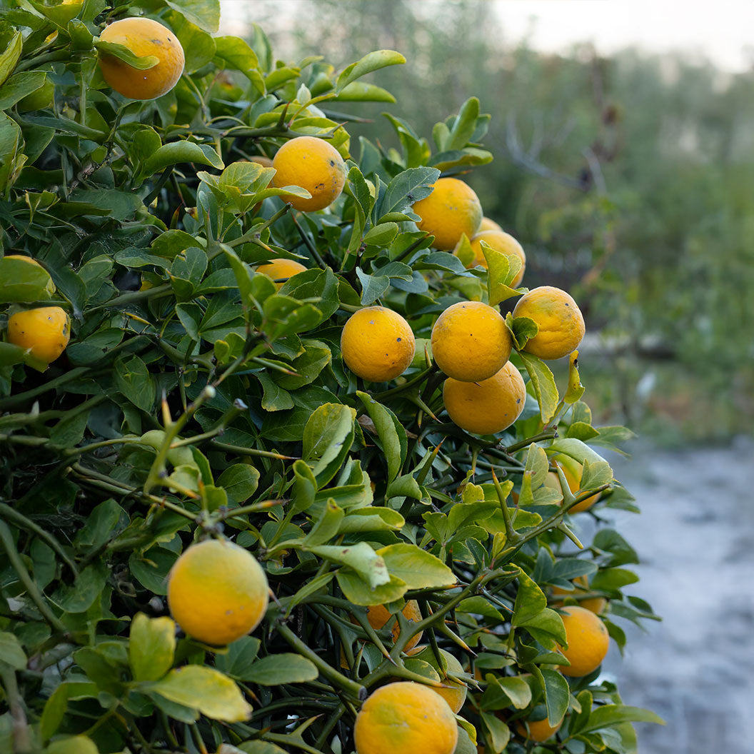 Trifoliate-Orange-weeping-3_3d0f34f6-ec6a-4392-9528-cc969d4e01b3