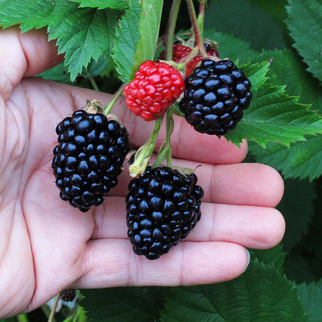 Triple_Crown_Blackberry_1_6dd91fa0-bcee-432e-9c7b-b5913f0c71c6