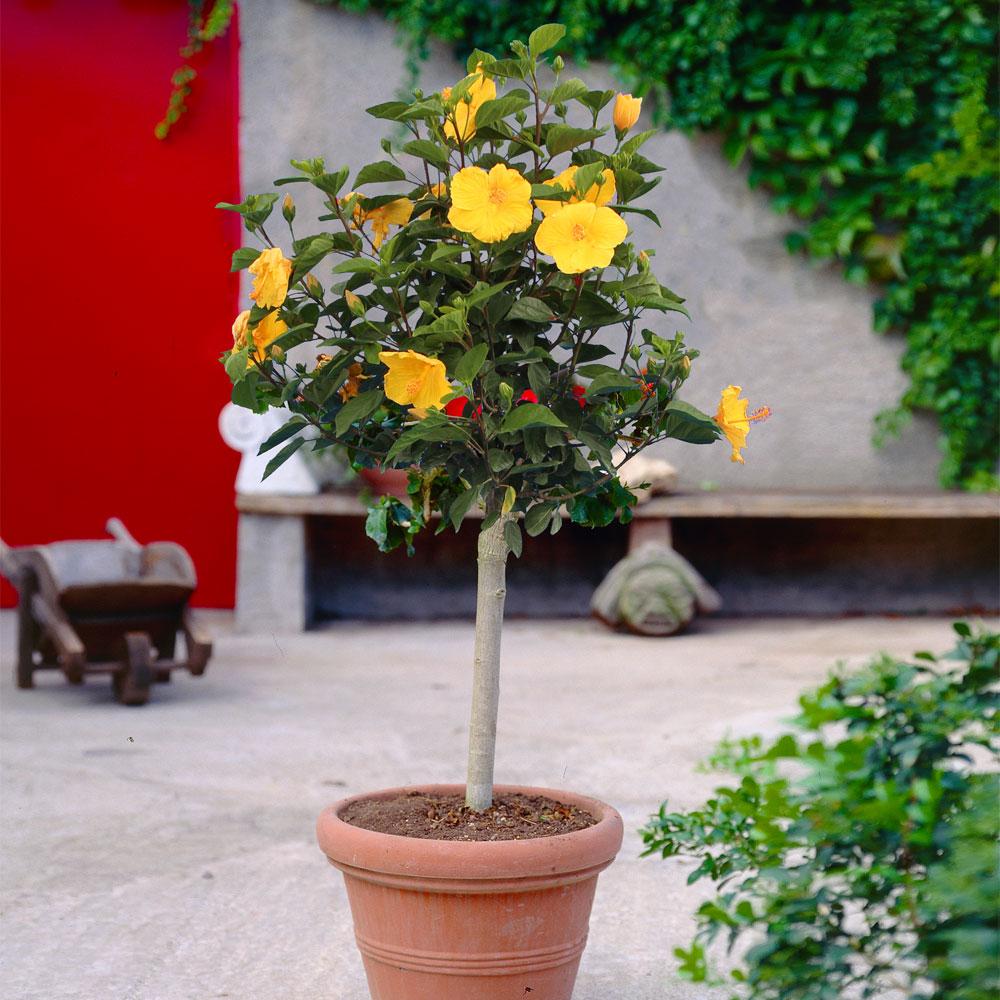 Tropical_Hibiscus_Yellow_5