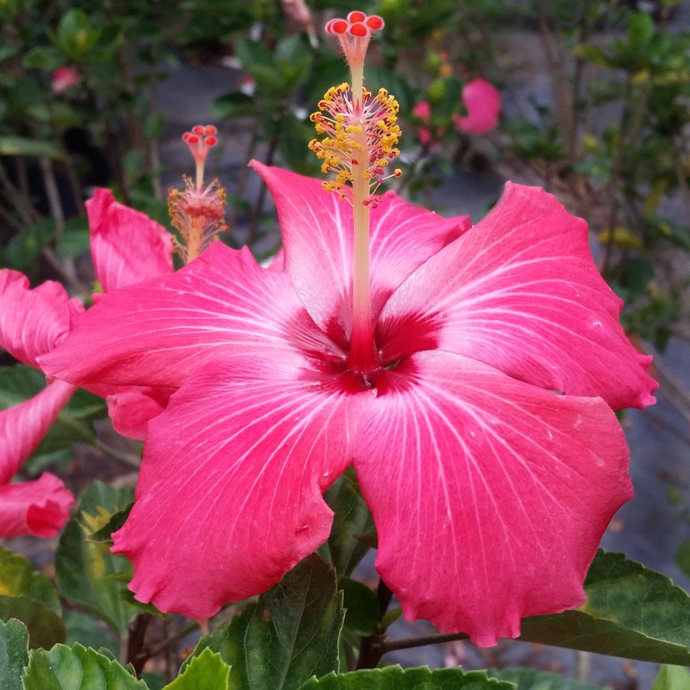 Tropical_Pink_Hibiscus_3_FGT