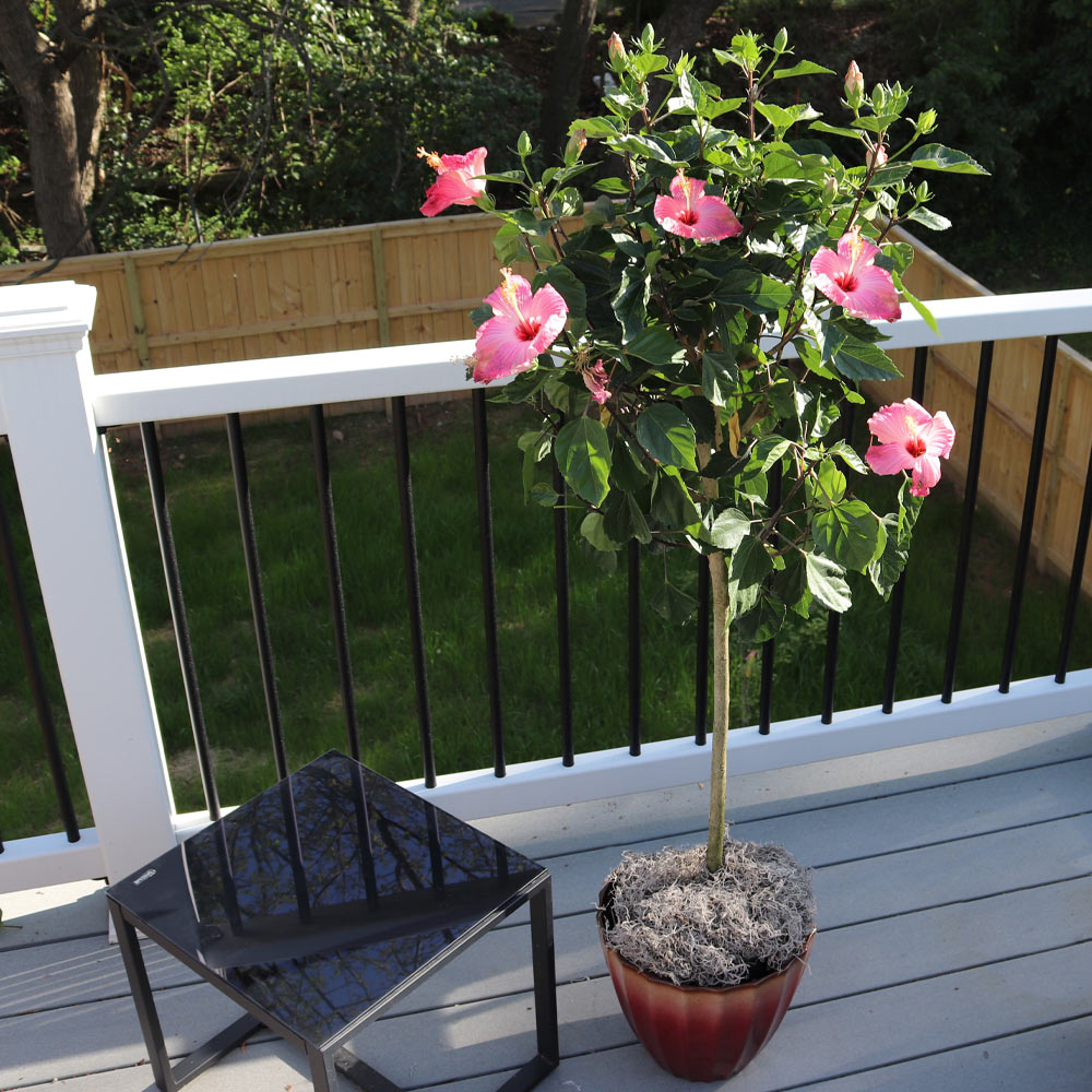 Tropical_Pink_Hibiscus_4_FGT