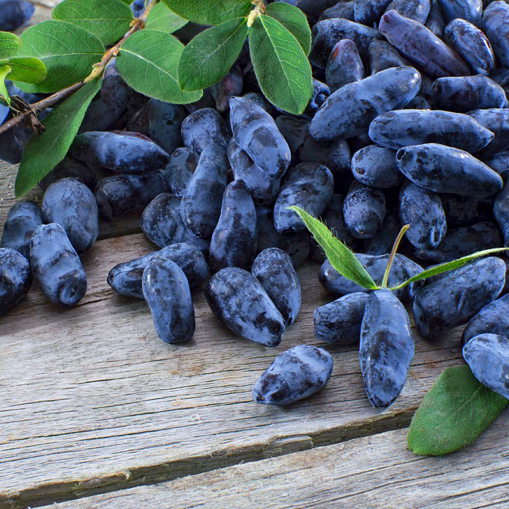 Tundra-_-Aurora-Honeyberry-Pollinator-Pack_134f430b-45e6-4495-b995-bea49a183044