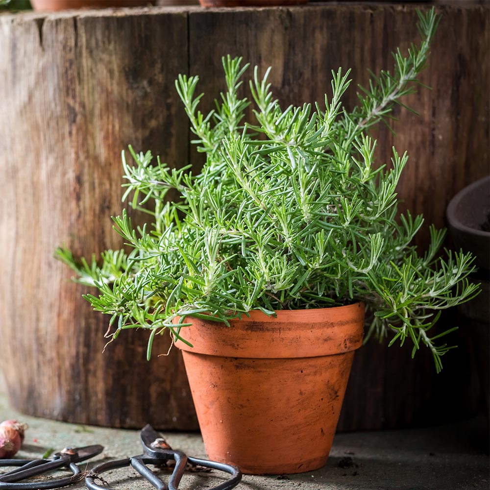 Tuscan_Rosemary_2_690603a9-42d9-4110-8796-1d17f28f42cd