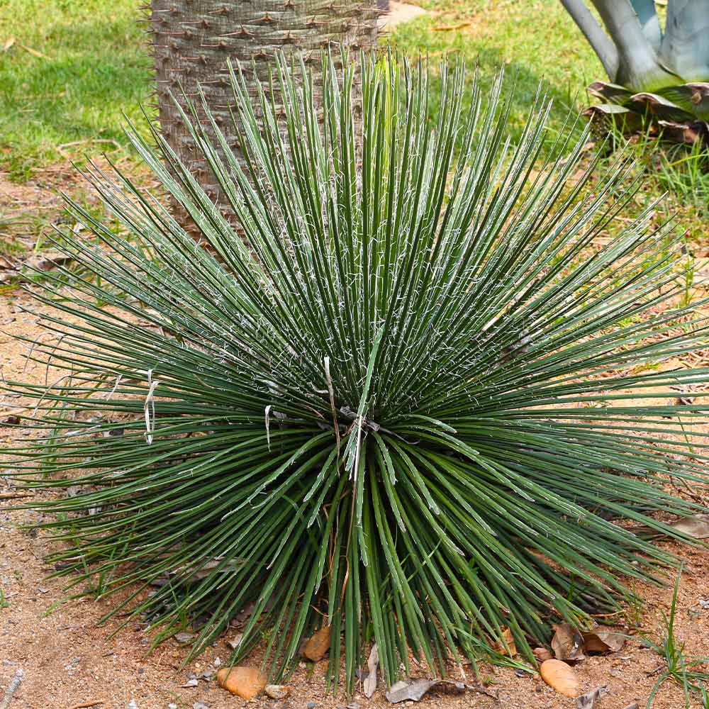 Twin_Flower_Agave_2_FGT