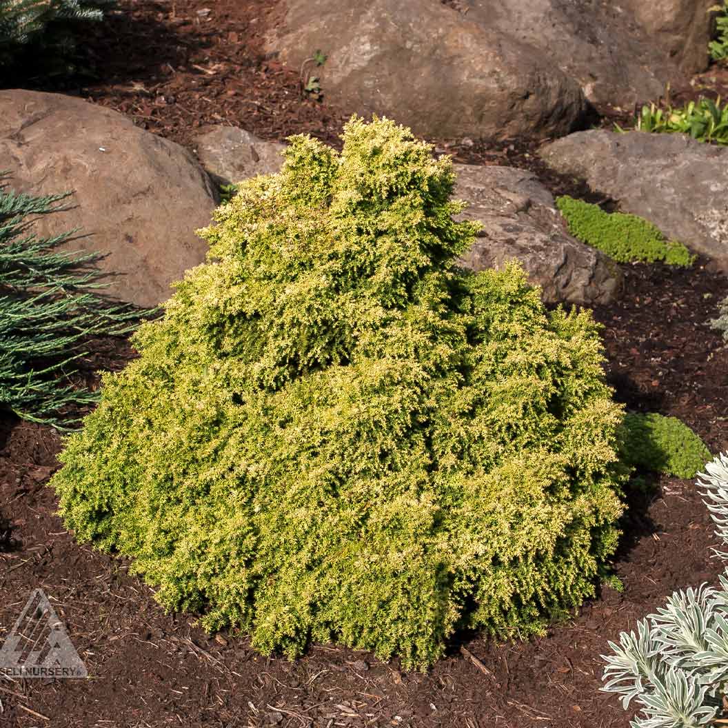 Twinkle-Toes-japanese-cedar-2