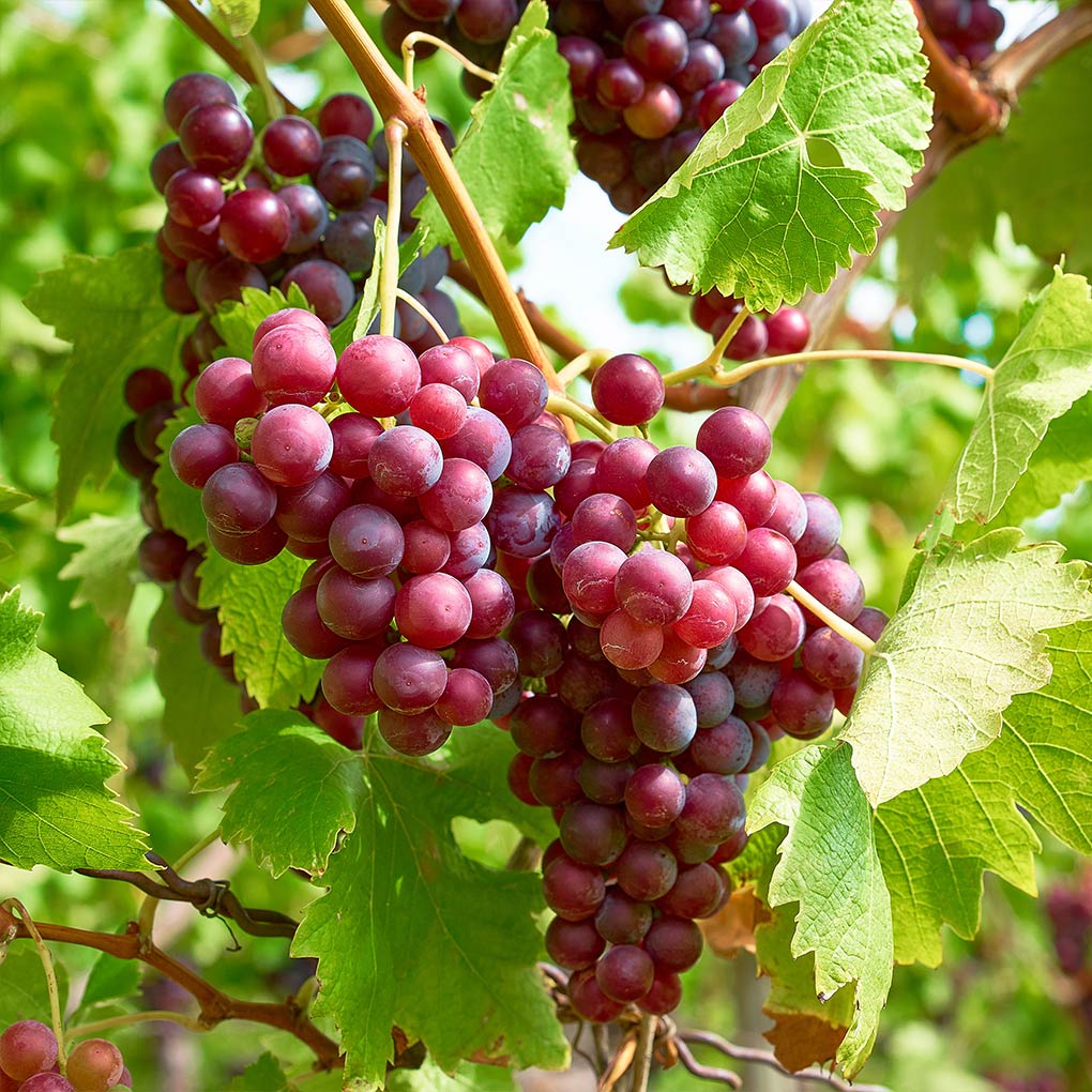 VIdtoria-Red-Grape-2_36036301-b5d4-49d1-9d14-931994aea875