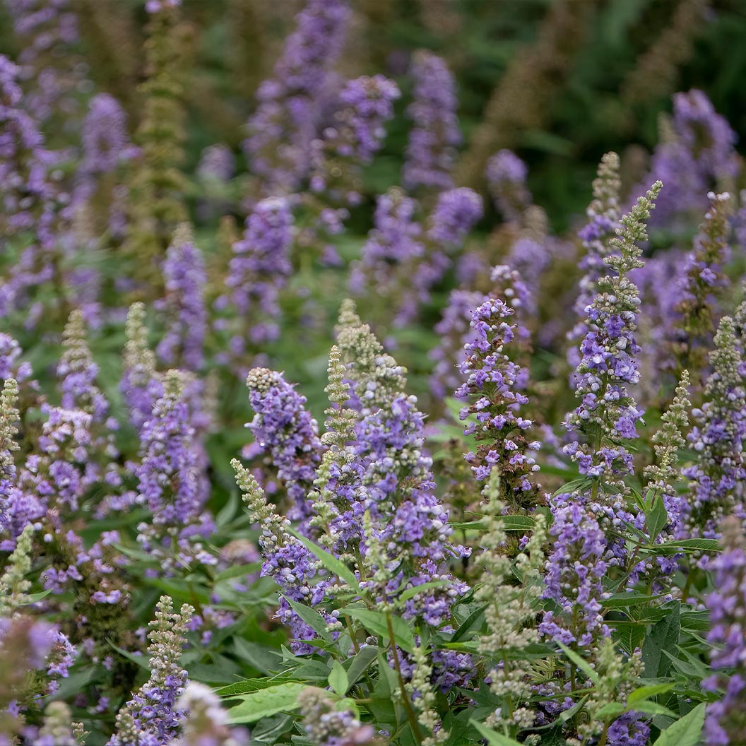 VItex-violet-Mist3_296424a3-2072-4eed-ab92-5316089a67a2