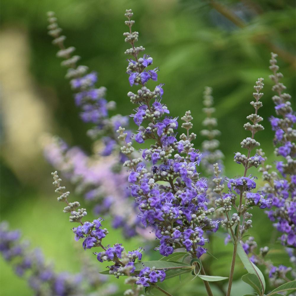 VItex_3_FGT