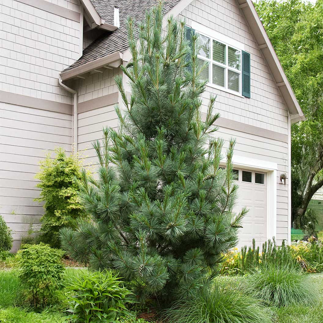 Vanderwolfs_Pyramidal_Flex_Pine_4