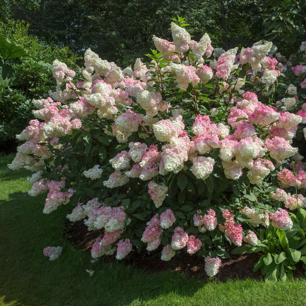 Vanilla_Strawberry_Hydrangea_1_FGT