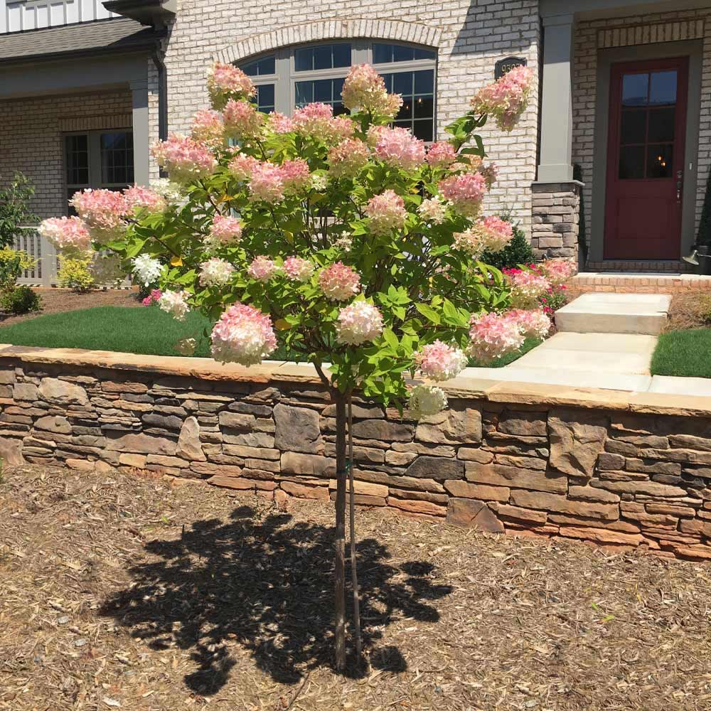 Vanilla_Strawberry_Hydrangea_Tree_1