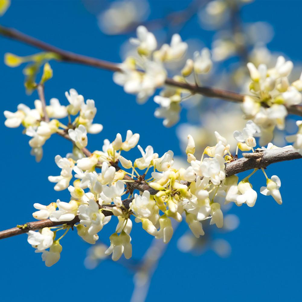 Vanilla_Twist_Redbud_2