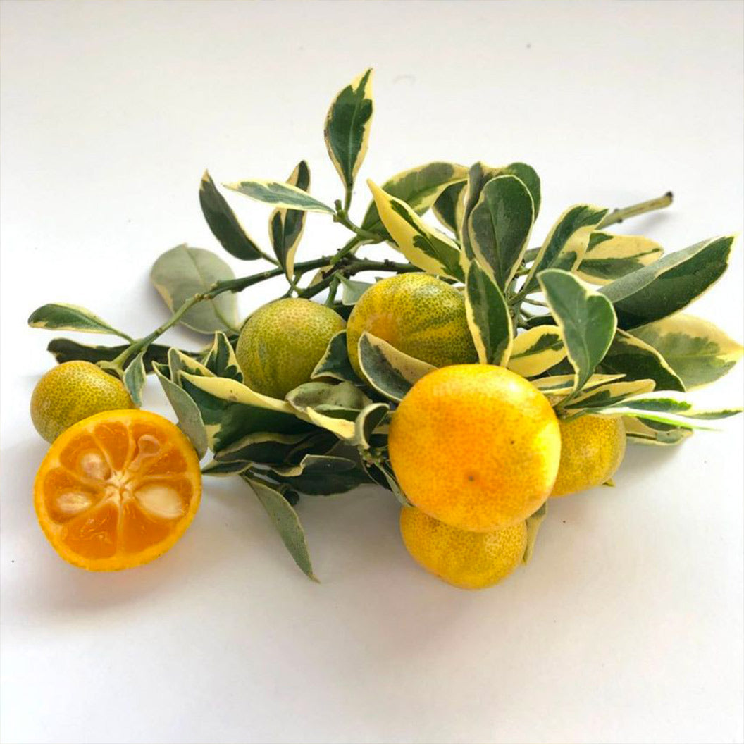 Variegated-Calamondin-1_365fd2d7-1d0a-4a12-8bd2-c3ffe90fd373
