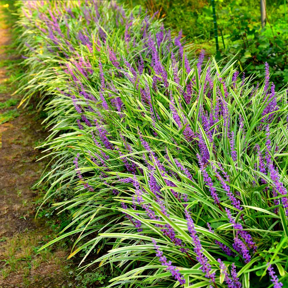 Variegated_Liriope_3