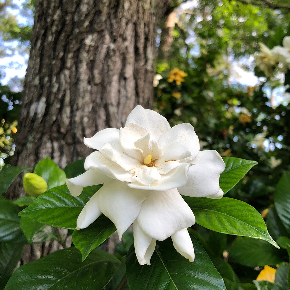 Veitchii_Gardenia_4_FGT