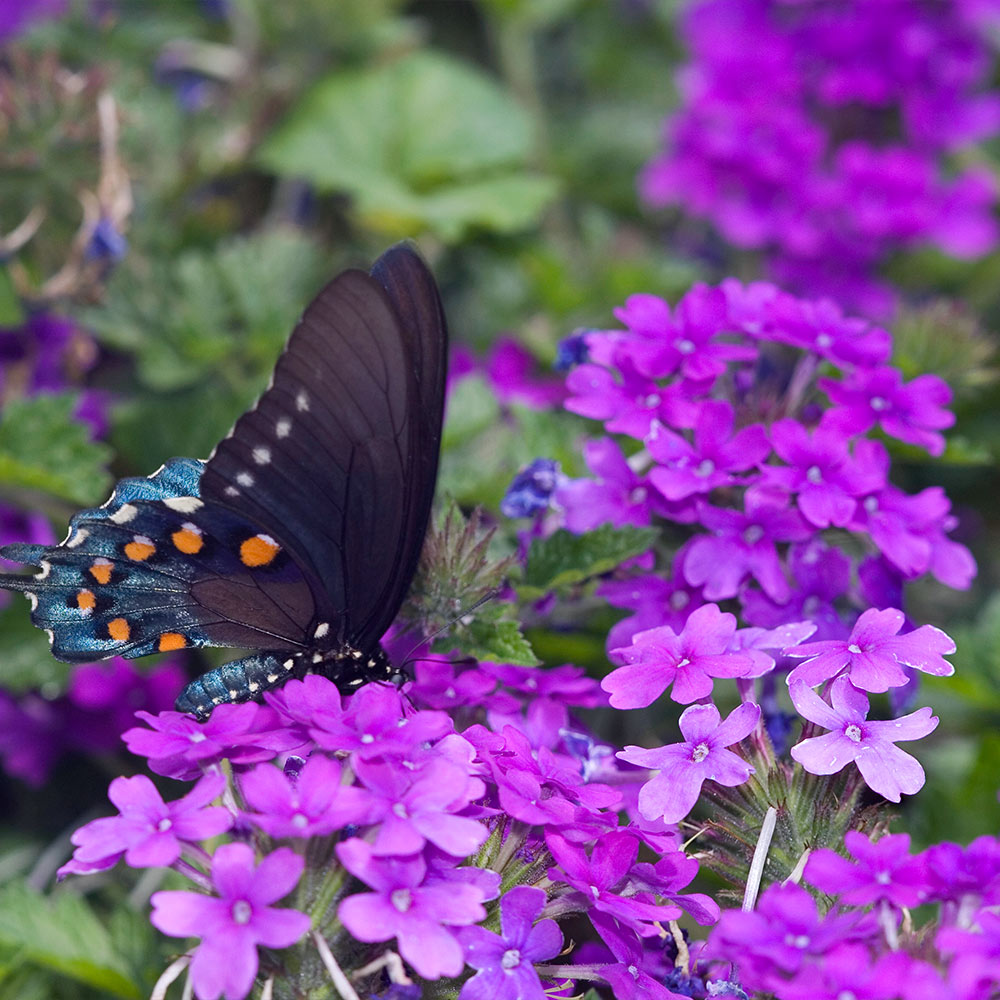Verbena_2_FGT