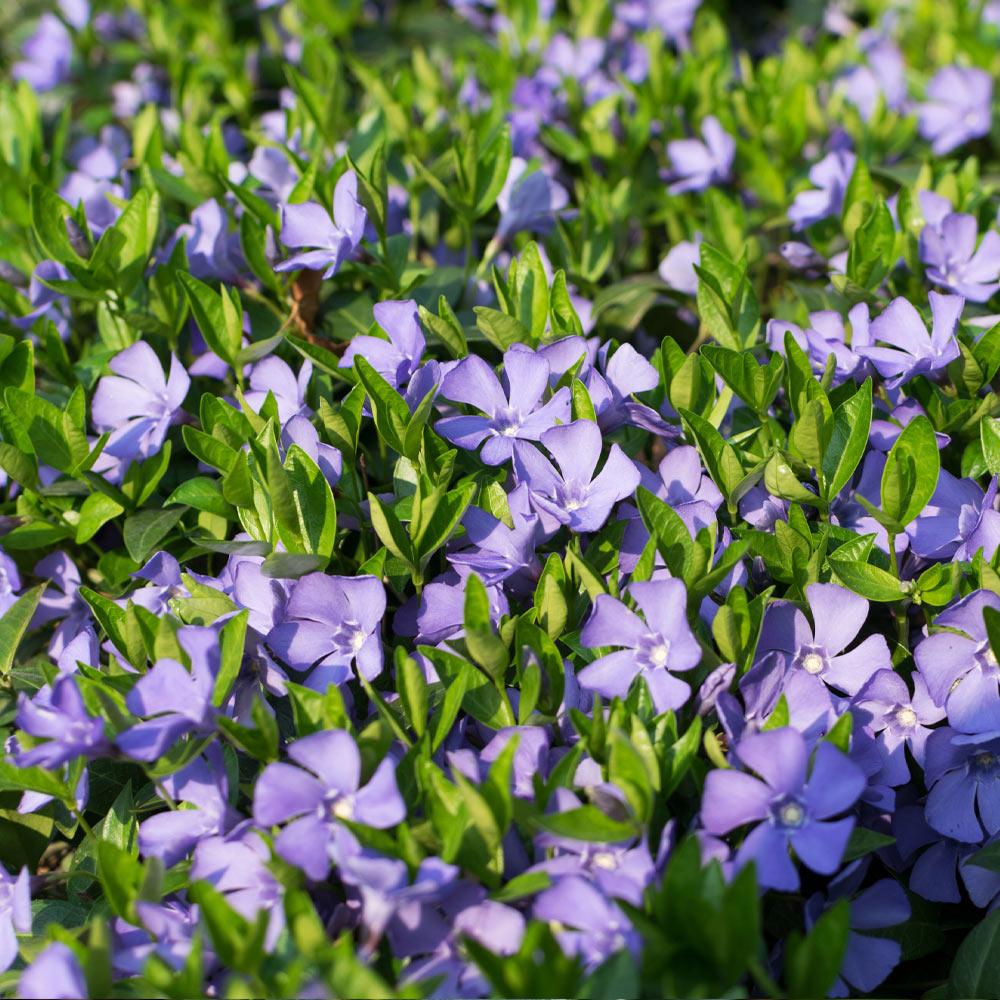 Vinka_Minor_Periwinkle_5