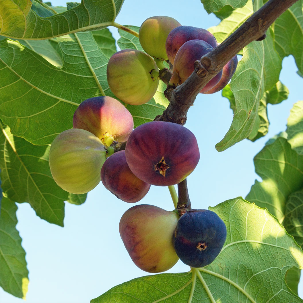 Violette-de-Bordeaux-Fig-2_189bd90f-fe72-4e55-8104-d464736faeee