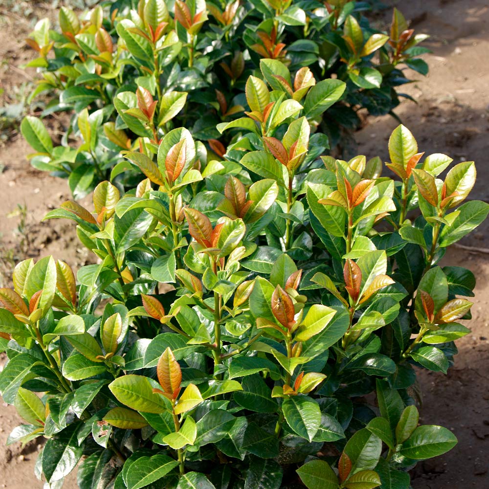 Volcano_Laurel_4
