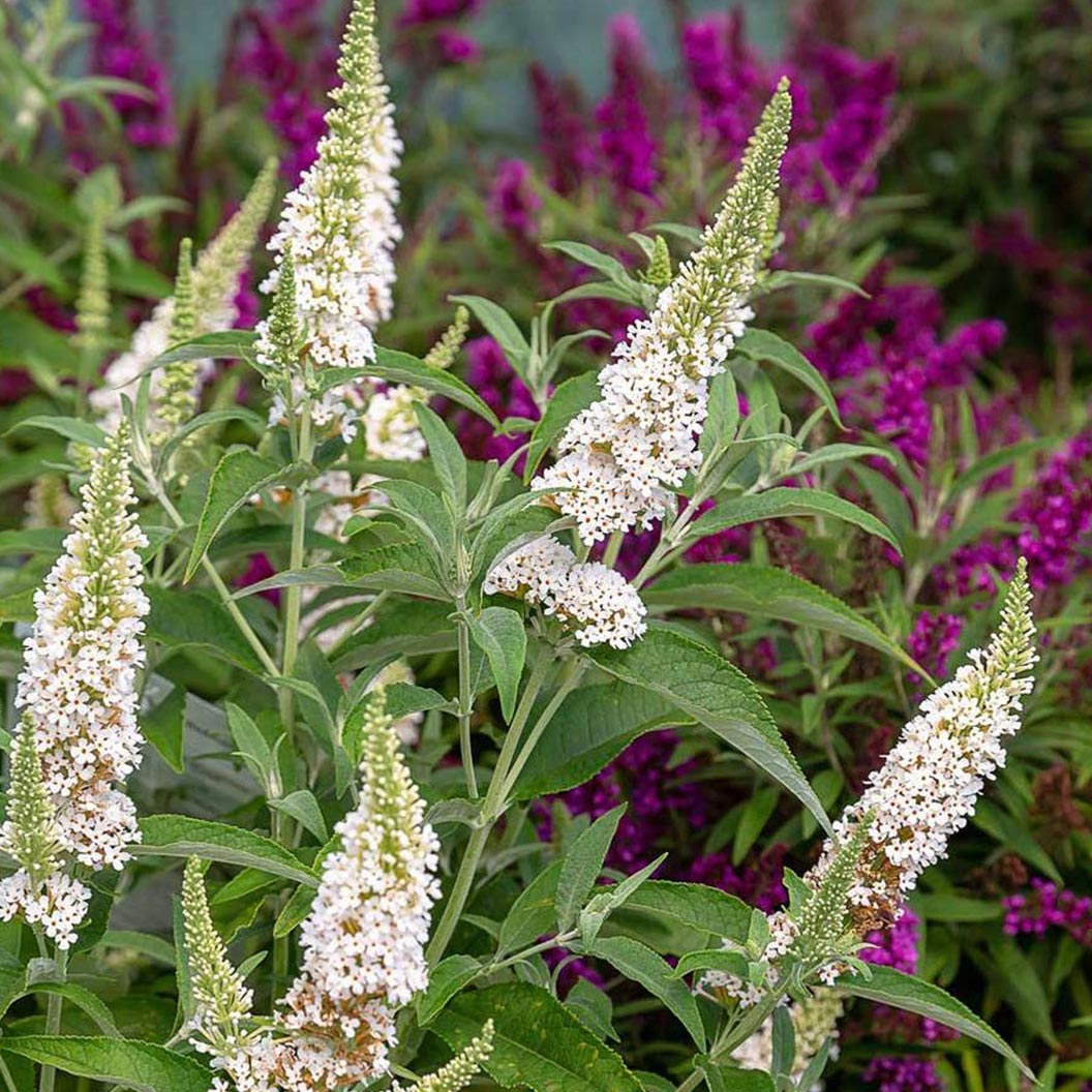 WHITE-BUTTERFLY-TOWERS-1_4ace0904-5c5b-4d44-bd72-07cb5739d97a