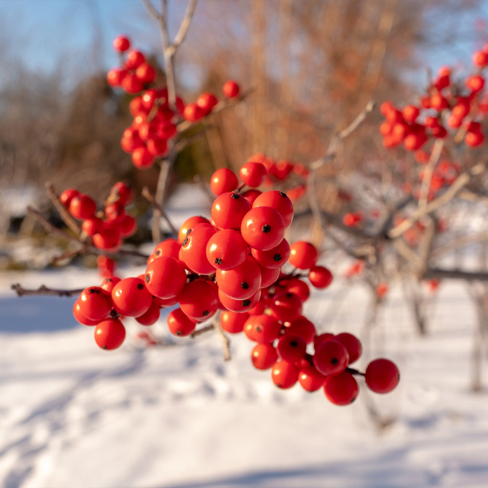WInter-Red-_winterberry_4