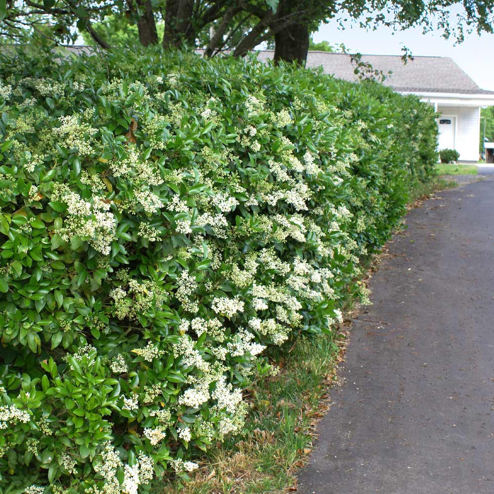 Wax_Leaf-Privet_2_FGT