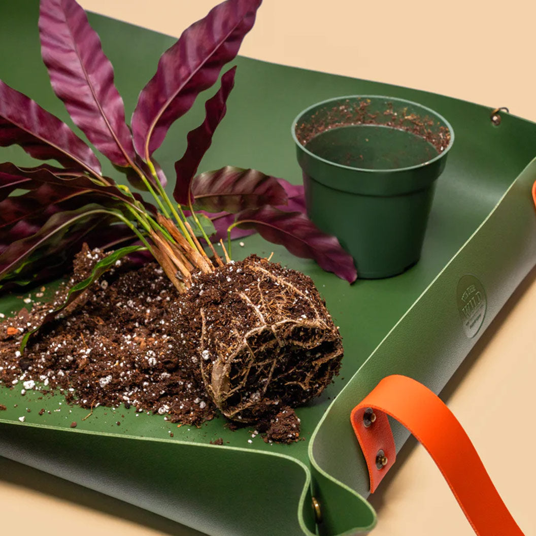 We-The-Wild-Planting-tray-1_55bc82b6-e4f8-4819-b0d7-4686ed6bac09