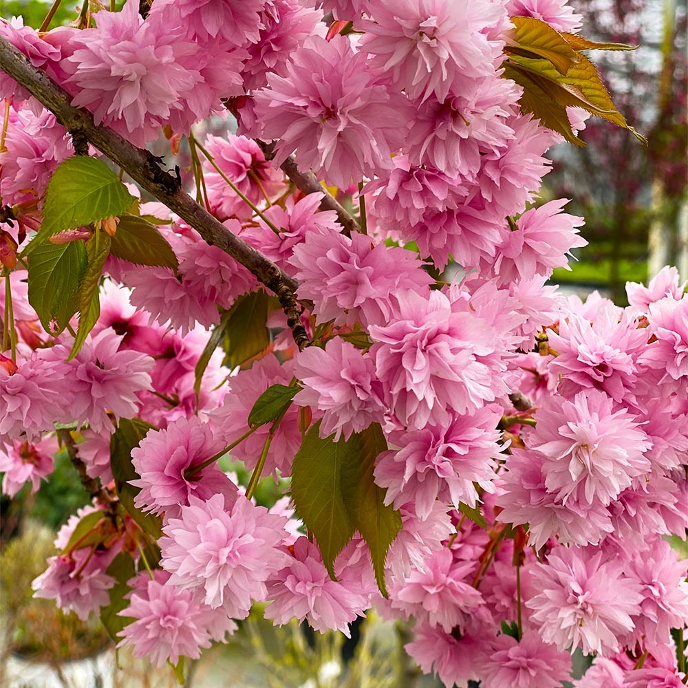 Weeping-Extraordinaire_Cherry_3