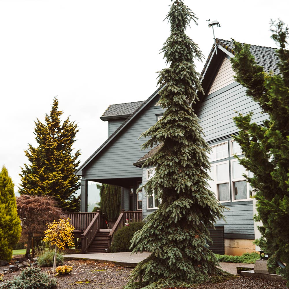 Weeping-white-spruce-1