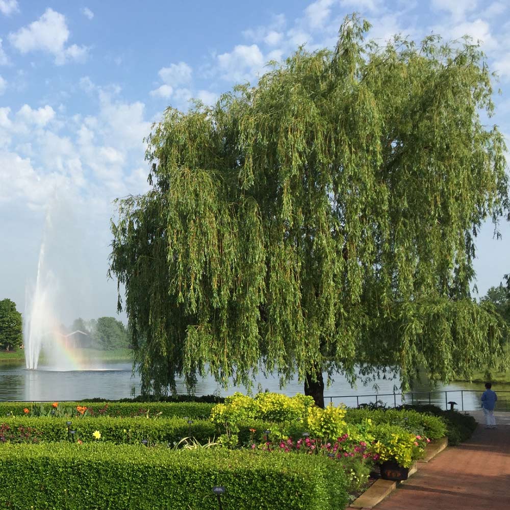 Weeping_Willow_6_FGT