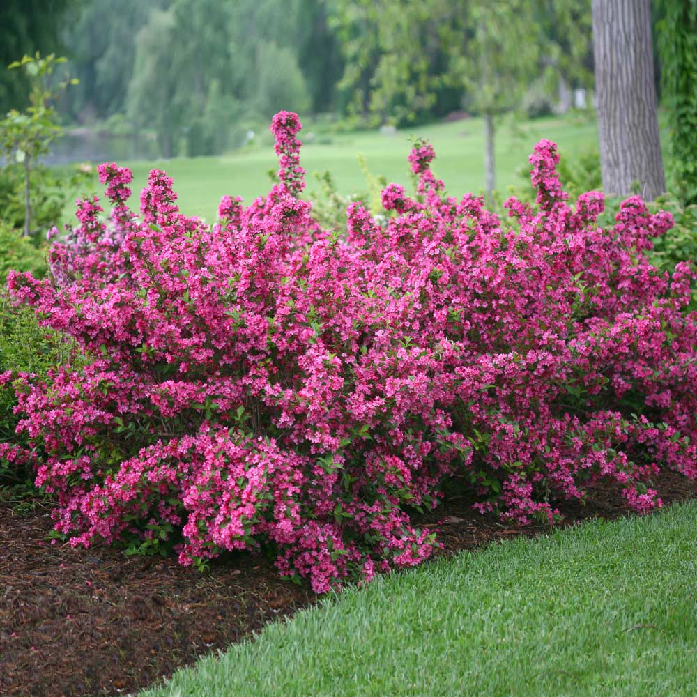 Weigela_Sonic_Bloom_Pink_1_FGT