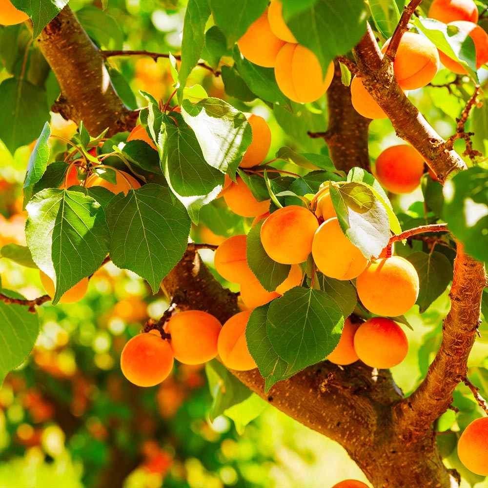 Wenatchee_Apricot_1