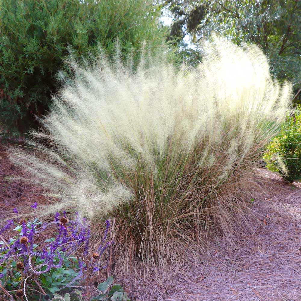 White_Cloud_Muhly_Grass_5_FGT