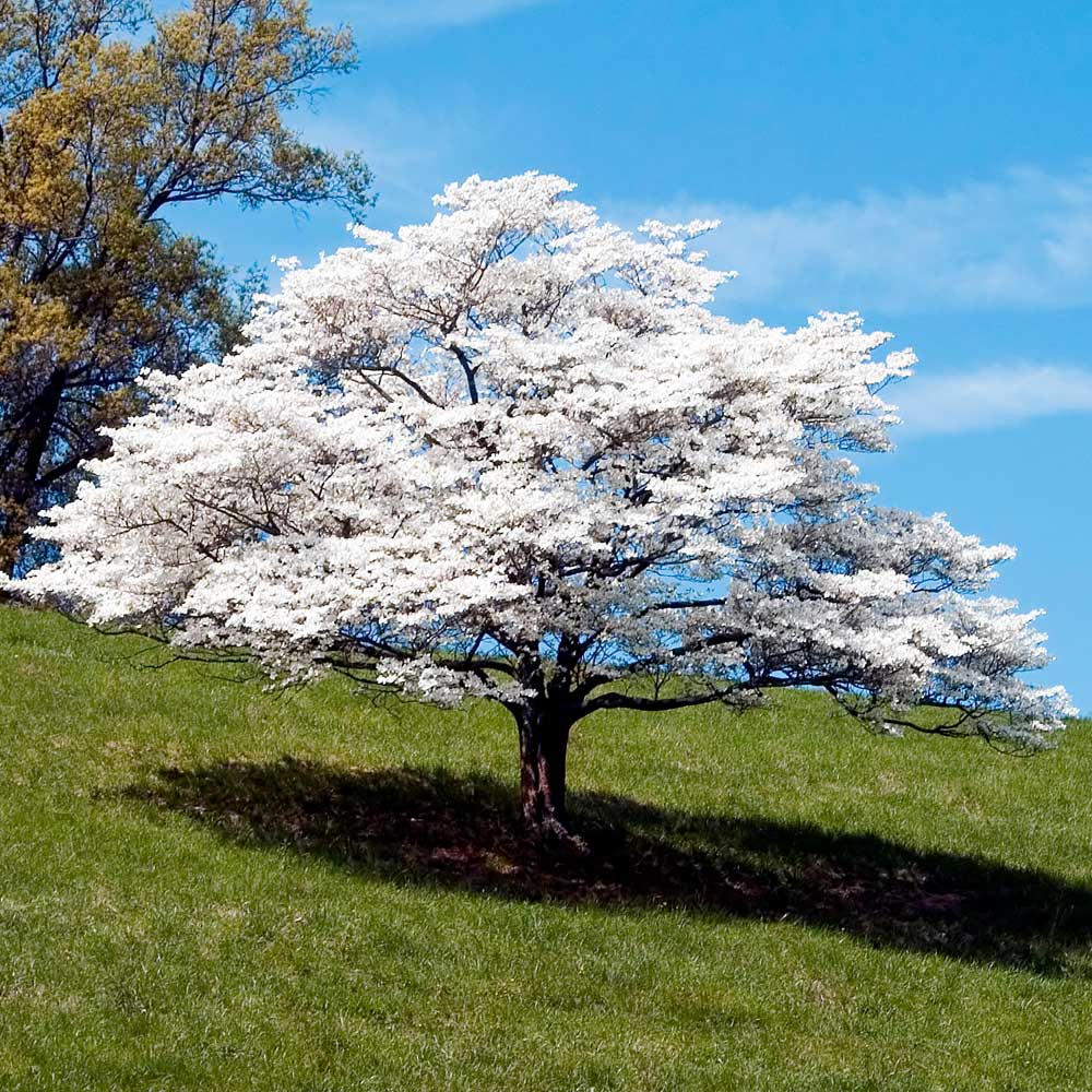 White_Dogwood_15_FGT