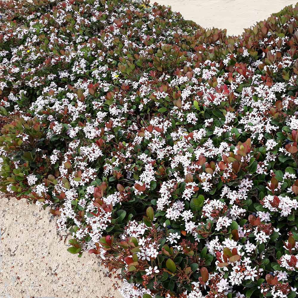 White_Indian_Hawthorn_2