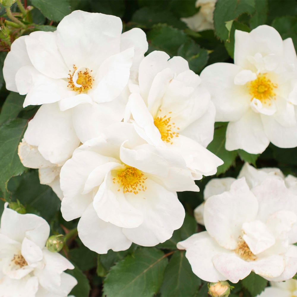 White_Knockout_Rose_3
