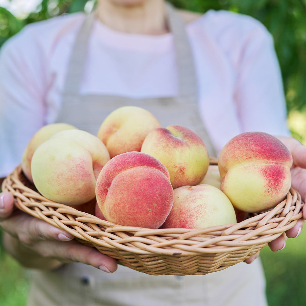 White_Lady_Peach_4_cd405622-adea-4a95-9730-8d0d22d8c8bc