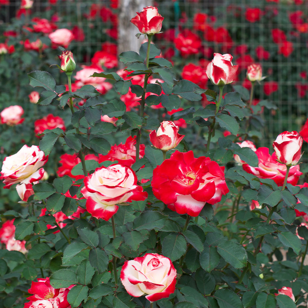 White_Lies_Rose_1