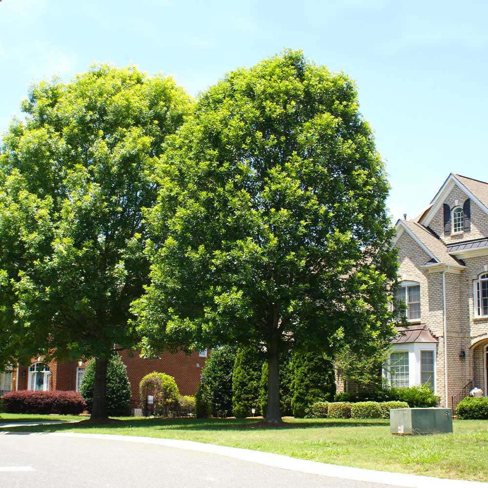 White_Oak_1