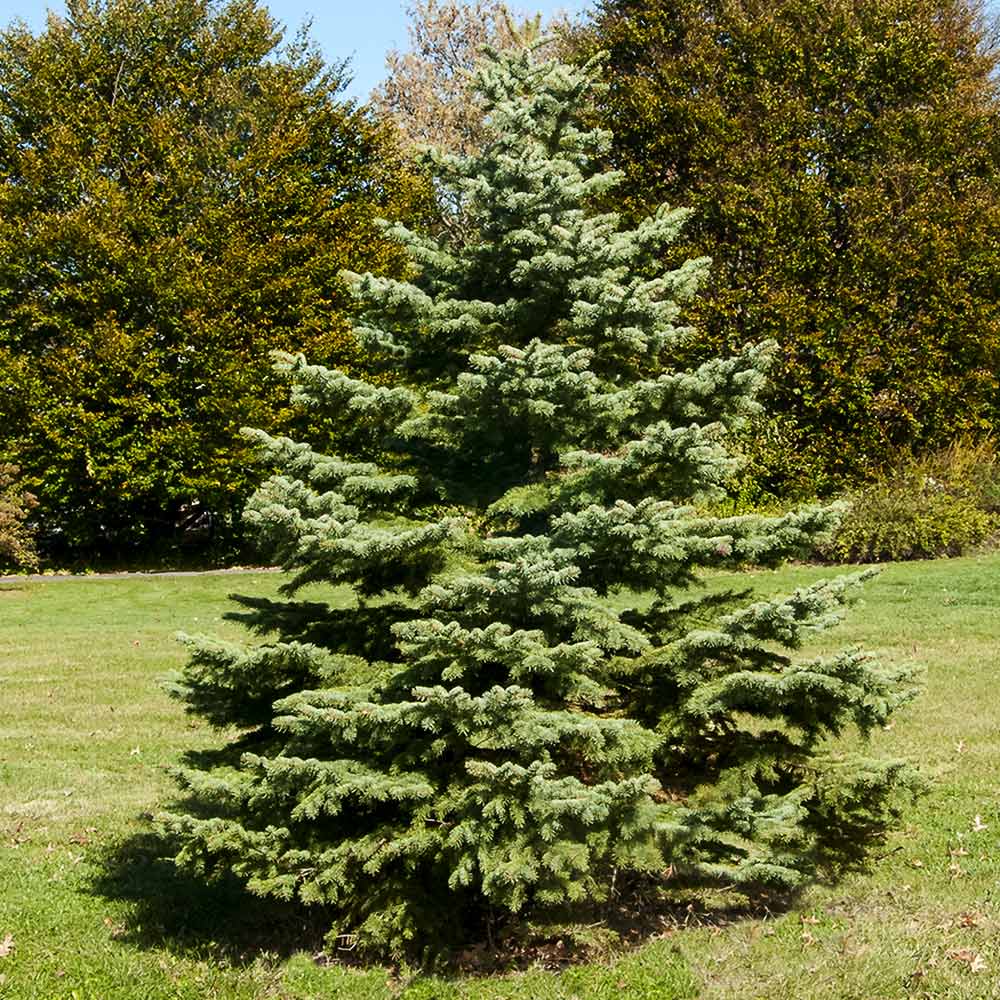 White_Spruce_Tree_1_FGT