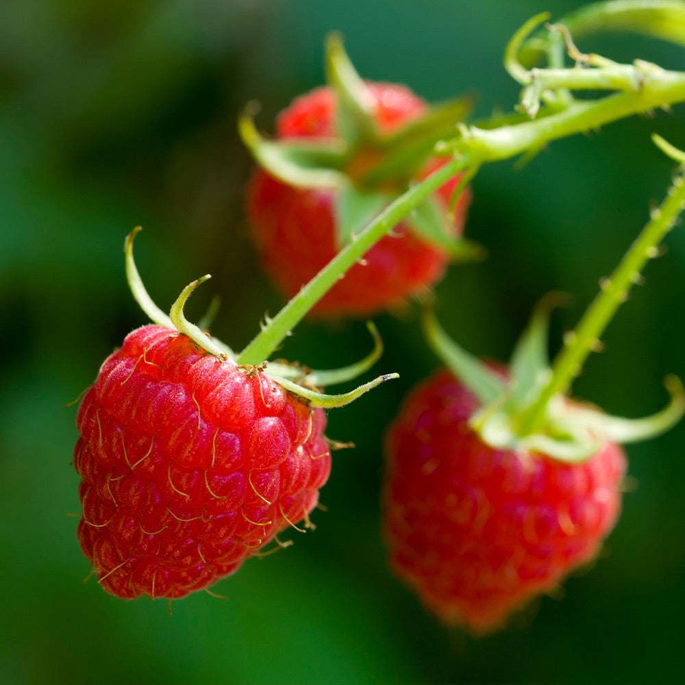 Wiliamette_Raspberry_4_FGT
