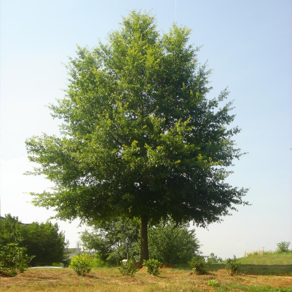 Willow_Oak_2