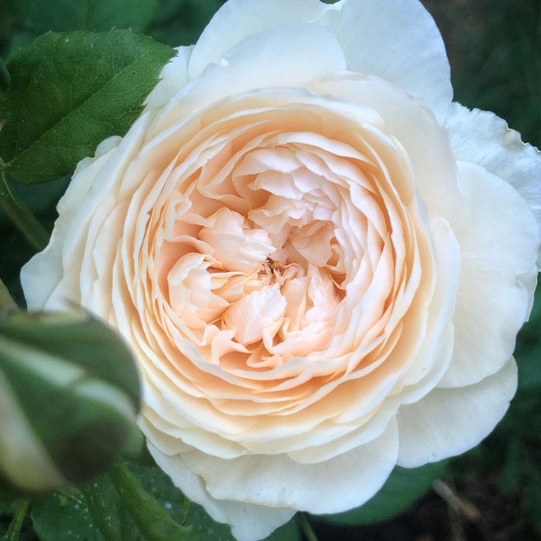 Windermere-rose-1_a85a3745-c917-477b-a7a5-fde5e13223bc