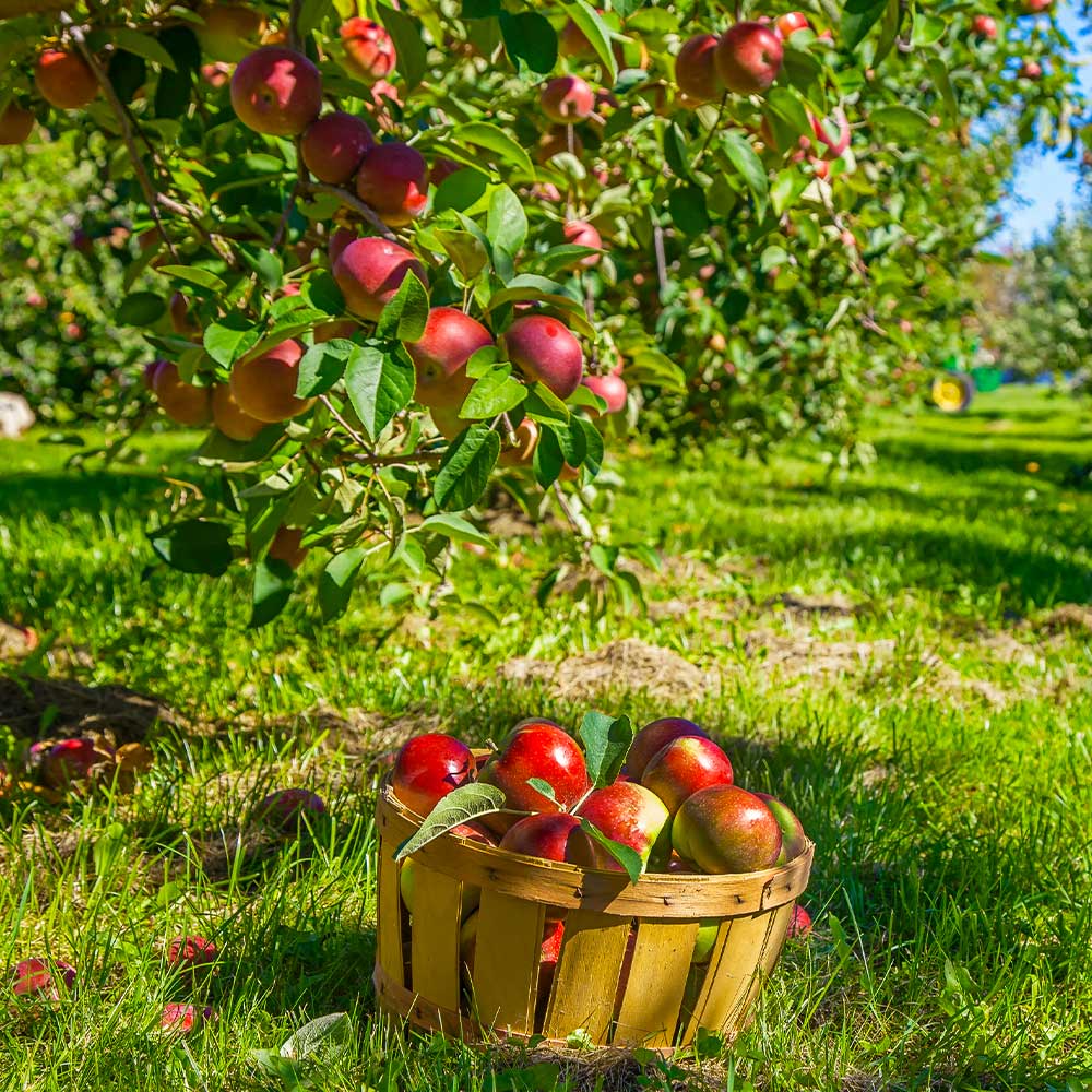 Winesap_Apples_1
