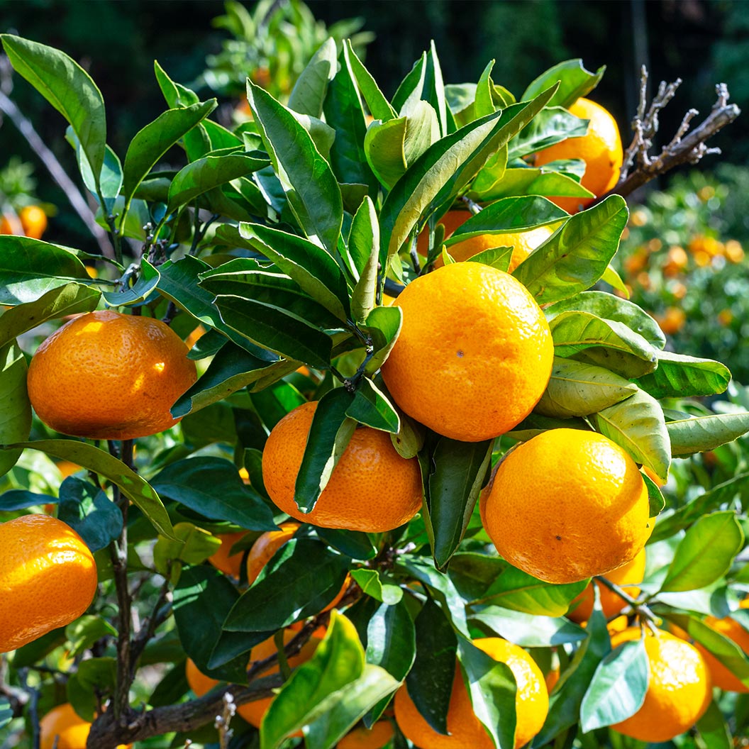 Xie-Shan-Satsuma-mandarin-2_7b7a52d6-91bf-4422-a208-de56de9b98be