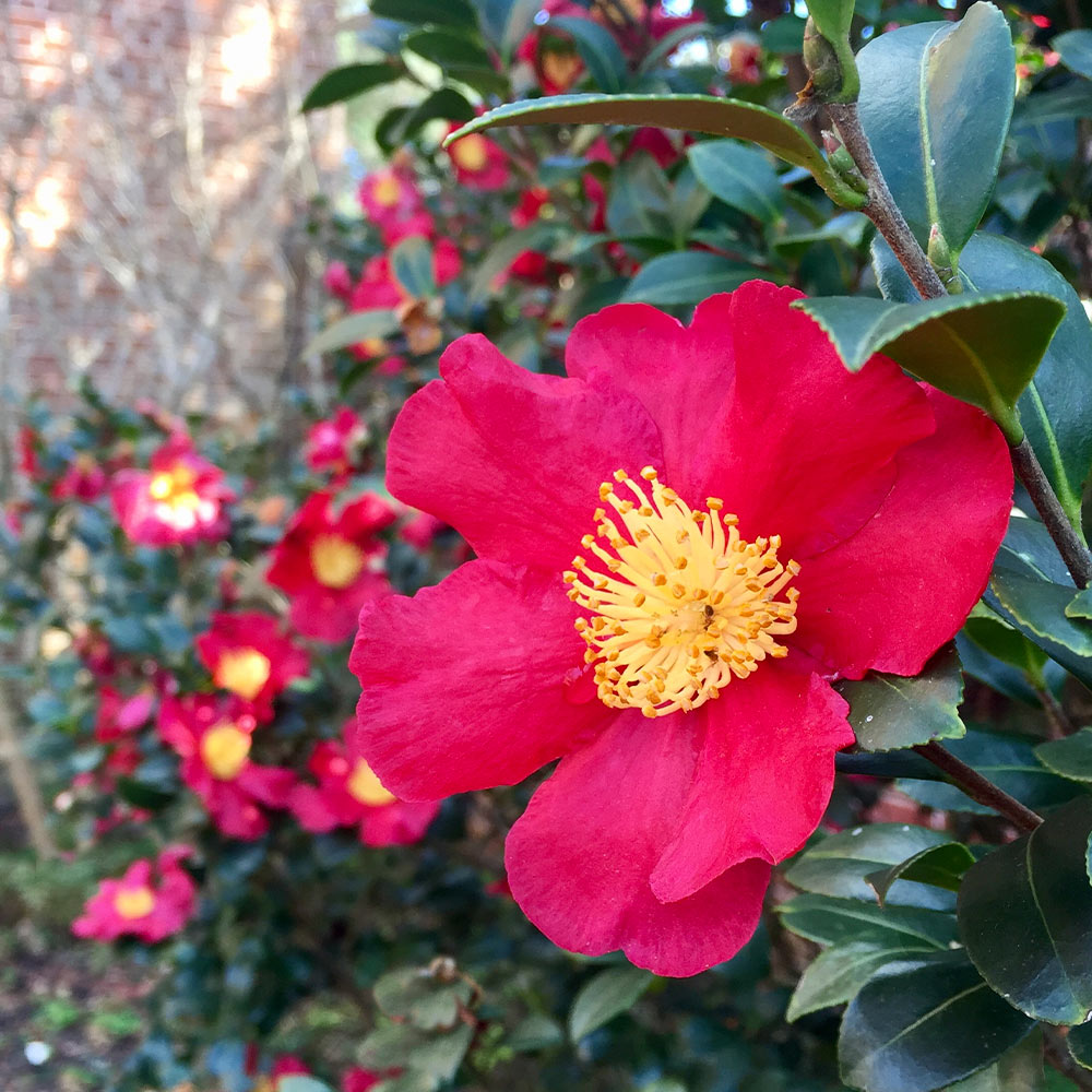Yuletide_Camellia_1_FGT