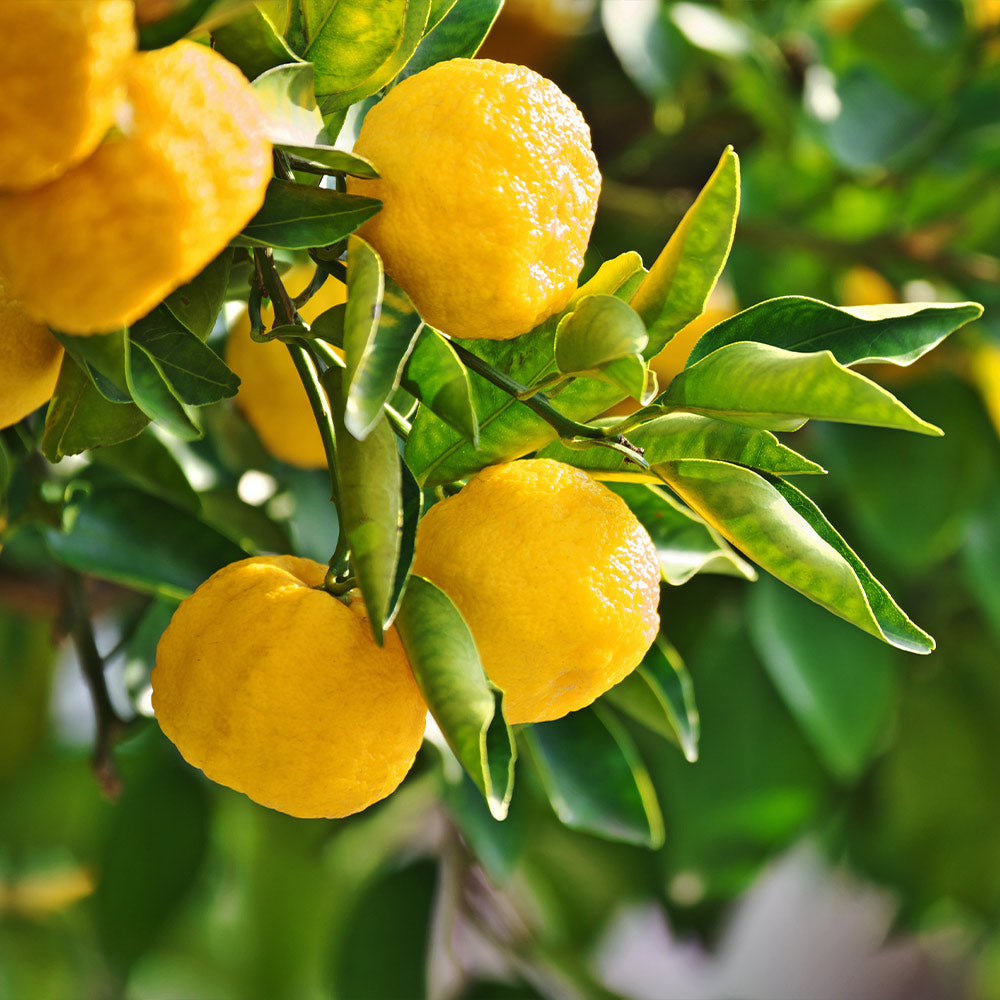 Yuzu_Citrus_4_FGT_e218b355-7ff6-47ba-8967-aa1bb531b404